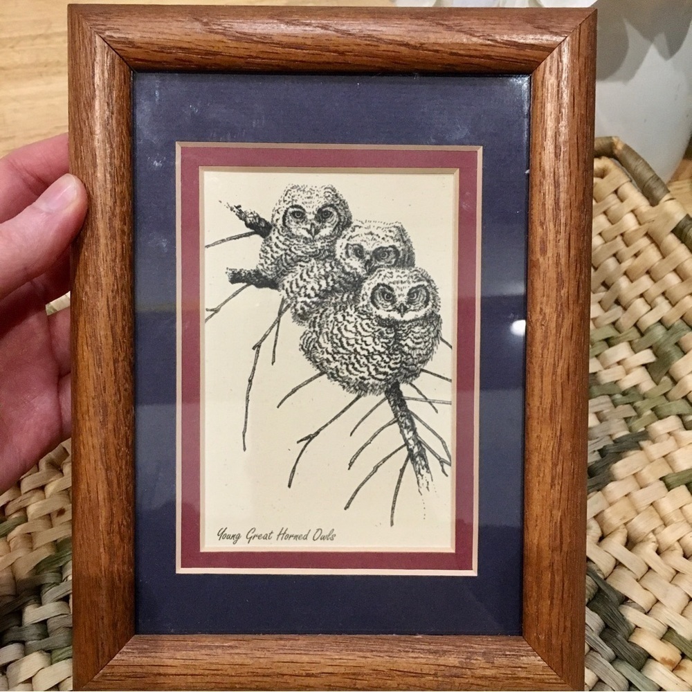TERRY O NELE Young great horned owls Owl art  sketch drawing illustration